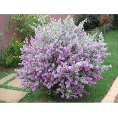 Sementes Chuva-de-Prata