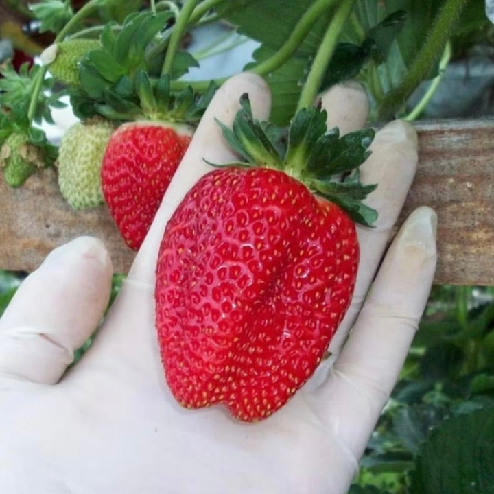 Sementes de Morangos Gigantella - Morango Gigante