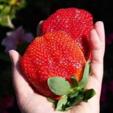 Sementes de Morangos Gigantella - Morango Gigante