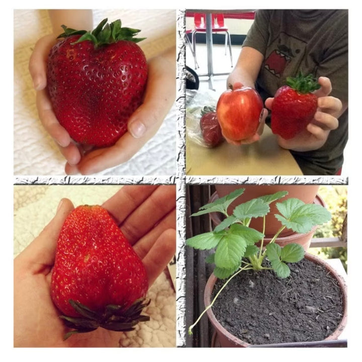 Sementes de Morangos Gigantella - Morango Gigante