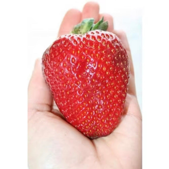 Sementes de Morangos Gigantella - Morango Gigante