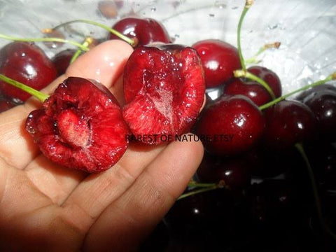 Sementes Cerejeira Anã Americana