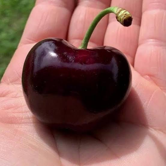 Sementes Cerejeira Anã Americana