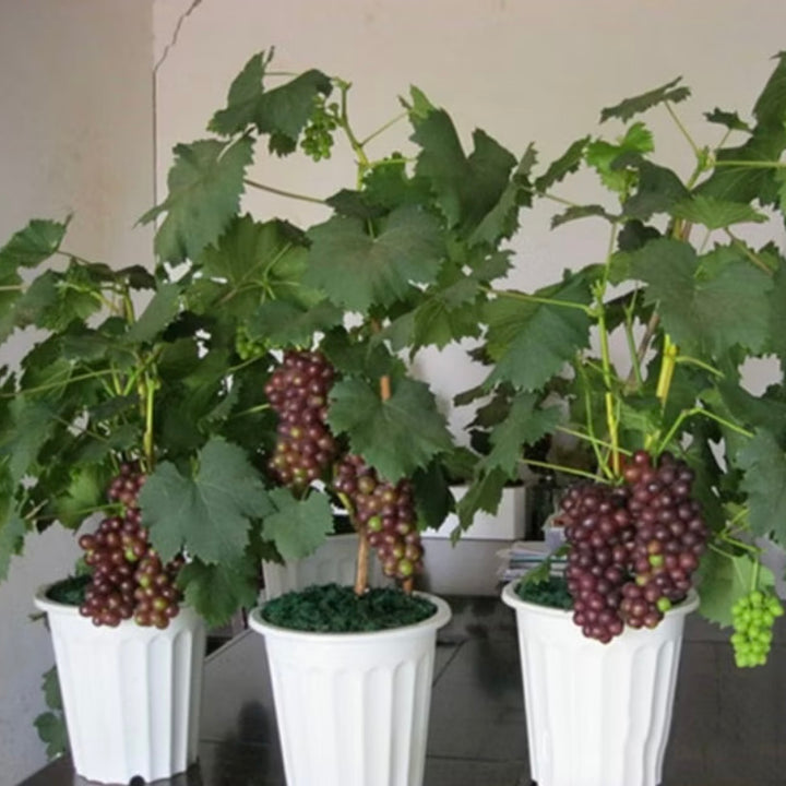 Sementes Uva gigante Japonesa