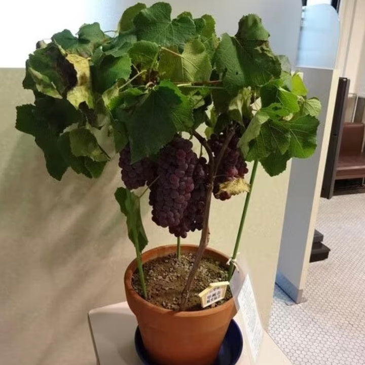 Sementes Uva gigante Japonesa