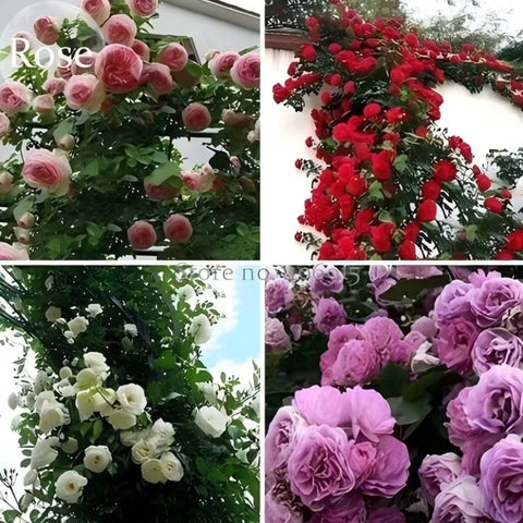 Sementes Rosa trepadeira coloridas