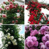 Sementes Rosa trepadeira coloridas