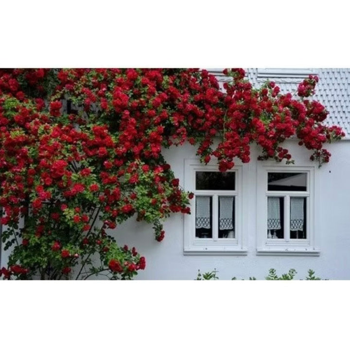 Sementes Rosa trepadeira coloridas