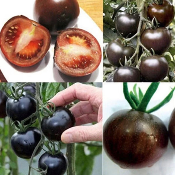 Tomate Diamante Negro