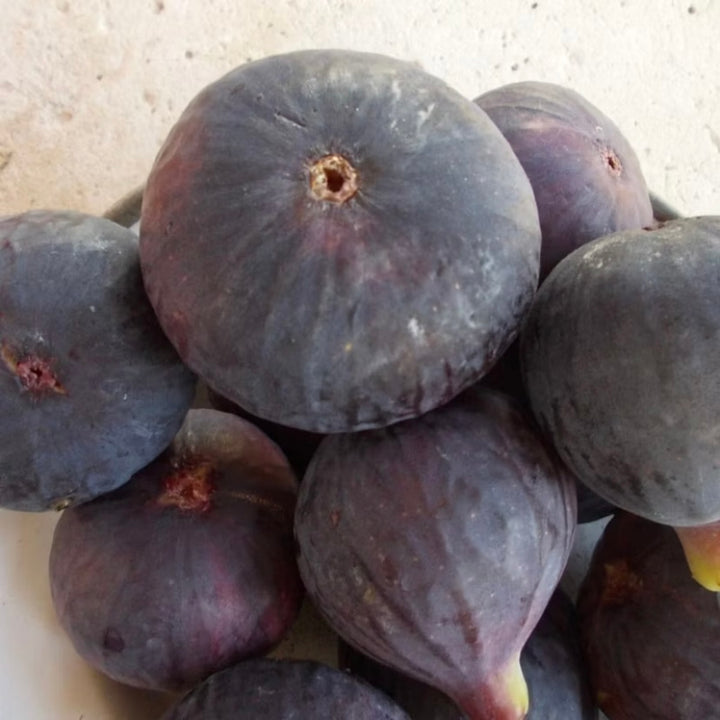 Figo Roxo Gigante