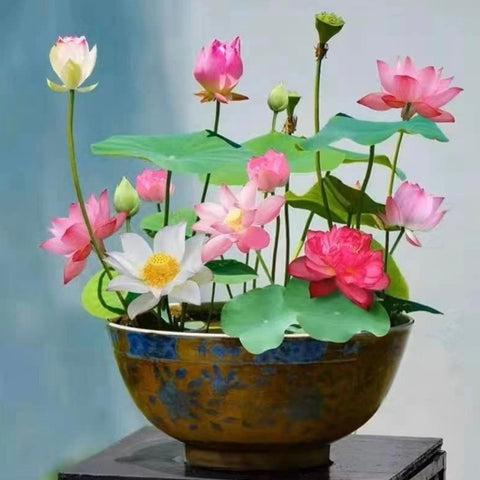 Bowl Lotus - Flores Perfumadas