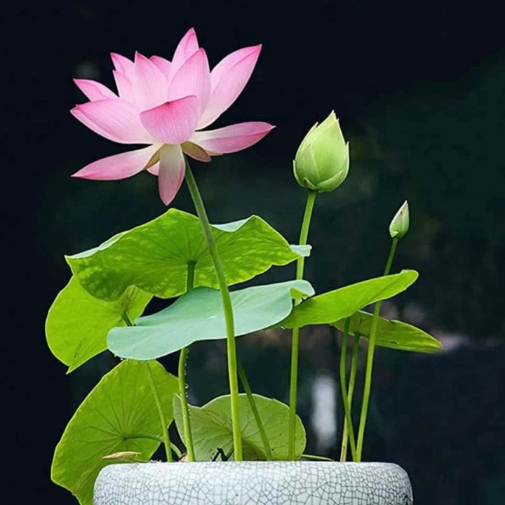Bowl Lotus - Flores Perfumadas