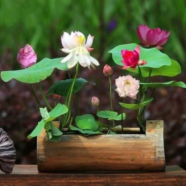 Bowl Lotus - Flores Perfumadas