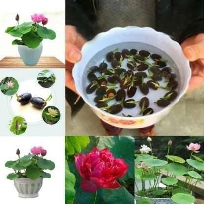 Bowl Lotus - Flores Perfumadas