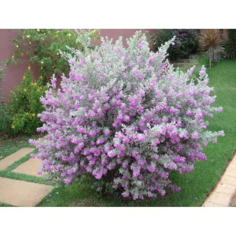 Sementes Chuva-de-Prata