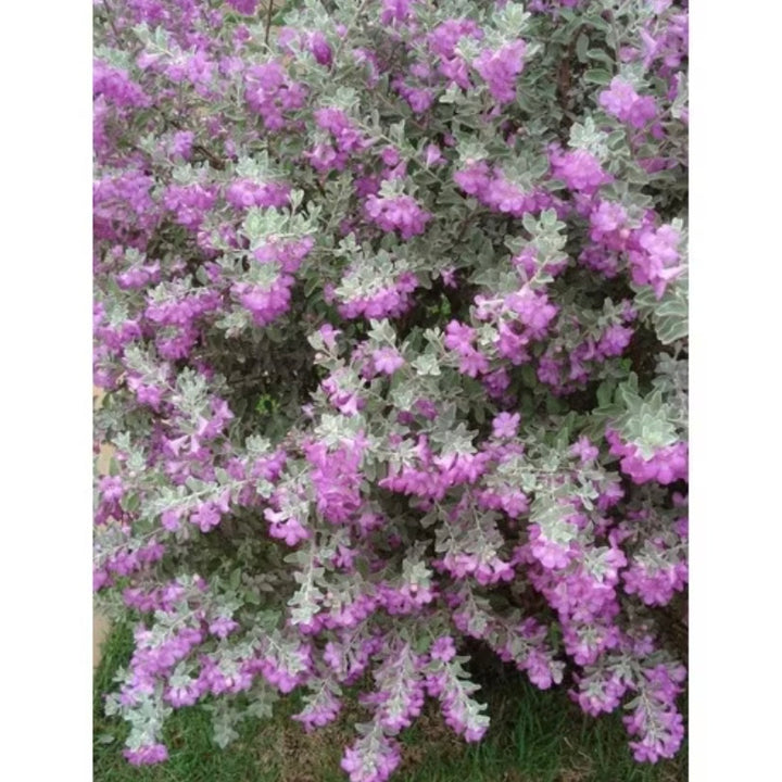 Sementes Chuva-de-Prata