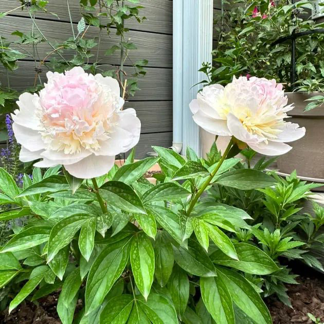 Rainha das Rosas - Rosa flor Dupla