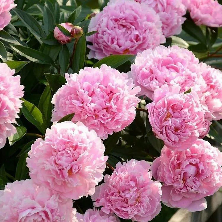 Rainha das Rosas - Rosa flor Dupla