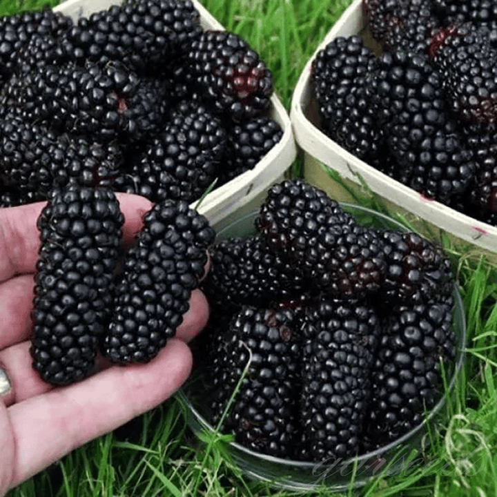 Sementes Amora Híbrida Gigante