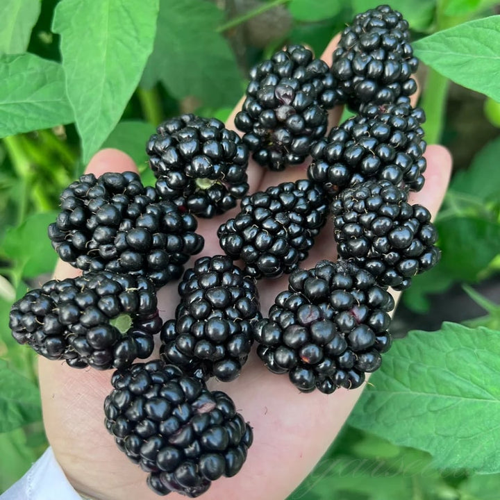 Sementes Amora Híbrida Gigante