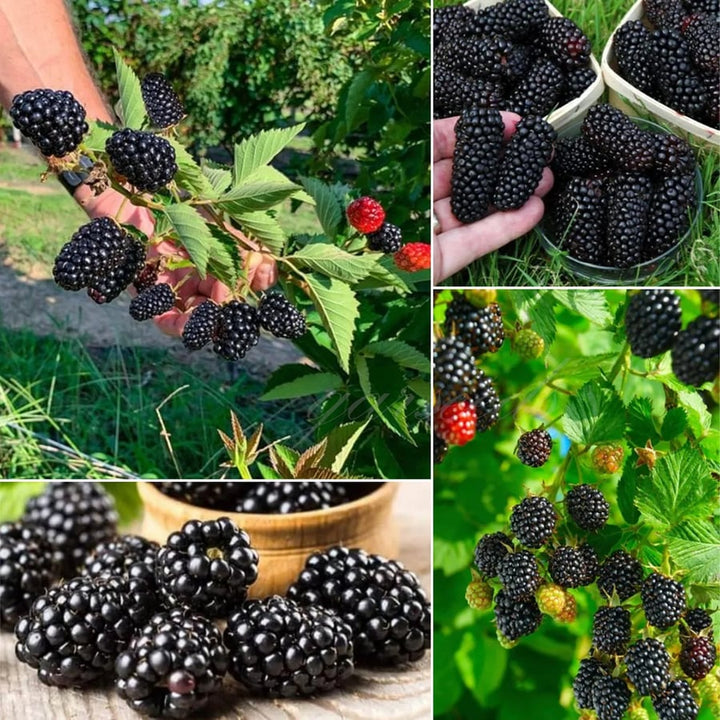 Sementes Amora Híbrida Gigante