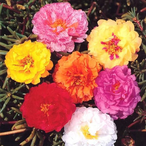 Onze-horas de Várias Pétalas