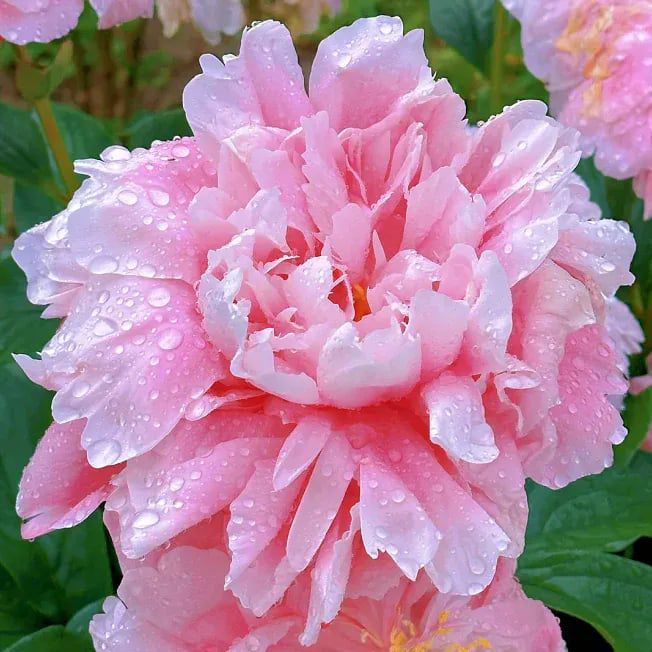 Peônia Gigante - Rainha das Flores