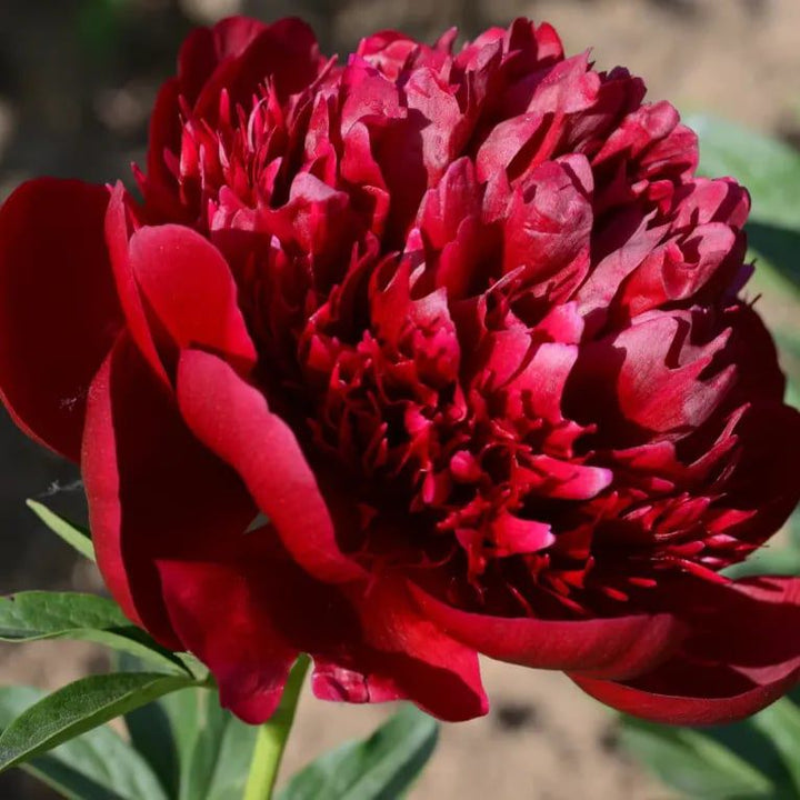 Peônia Gigante - Rainha das Flores
