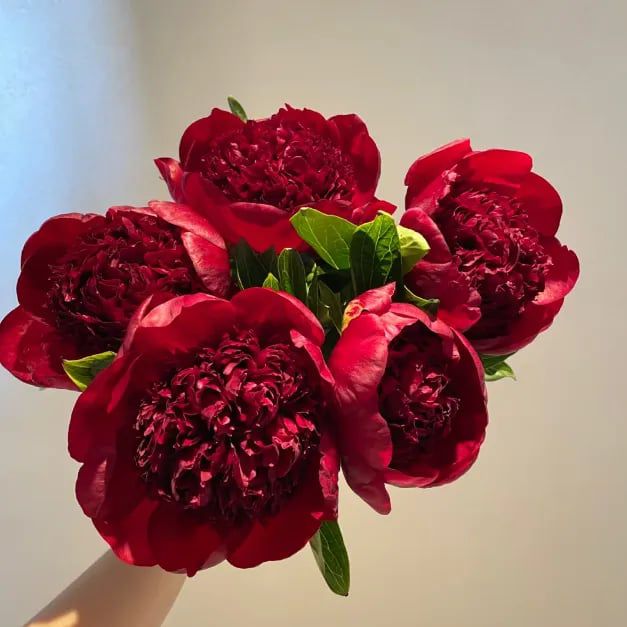 Peônia Gigante - Rainha das Flores